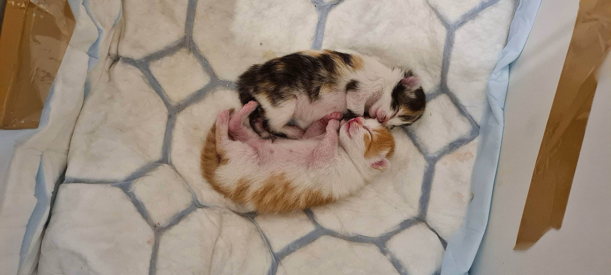 Hermione a rejoint le concours — aidez-le/la à gagner de superbes lots ! animal_shelter, carnivore, cat, comfort, companion_dog, dog_breed, domestic_short_haired_cat, fawn, felidae, fur, mammal, mesh, paw, small_to_medium_sized_cats, snout, sporting_group, tail, terrestrial_animal, vertebrate, whiskers