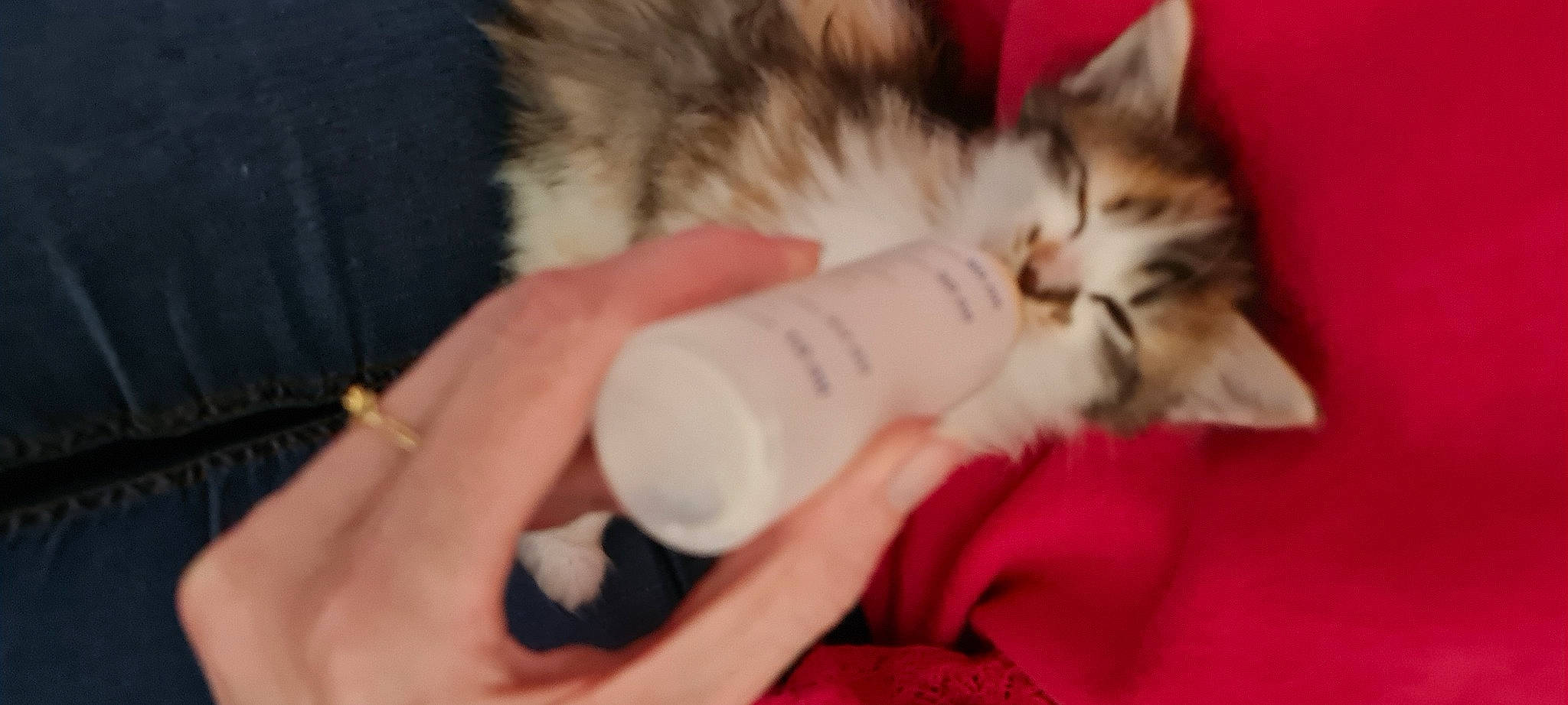 Hermione a rejoint le concours — aidez-le/la à gagner de superbes lots ! baby_bottle, beer, bottle, carnivore, cat, comfort, domestic_short_haired_cat, drinking, drinkware, ear, felidae, finger, fur, nail, paw, plastic_bottle, small_to_medium_sized_cats, tail, water_bottle, whiskers