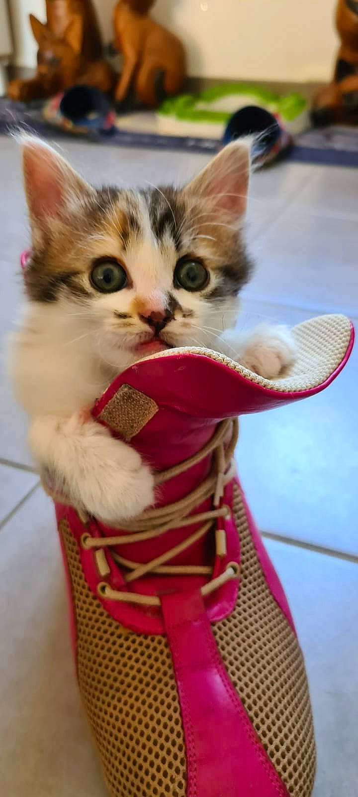 Hermione a rejoint le concours — aidez-le/la à gagner de superbes lots ! carmine, carnivore, cat, claw, domestic_short_haired_cat, fawn, felidae, flooring, foot, fur, human_leg, lap, magenta, paw, small_to_medium_sized_cats, snout, tail, tire, wheel, whiskers