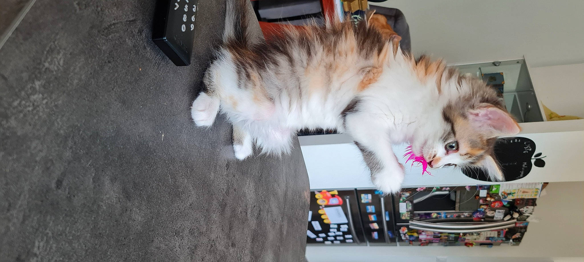 Hermione a rejoint le concours — aidez-le/la à gagner de superbes lots ! asphalt, box, british_longhair, canidae, carnivore, cat, claw, companion_dog, dog_breed, event, fawn, felidae, flooring, fur, paw, road_surface, small_to_medium_sized_cats, snout, tail, whiskers