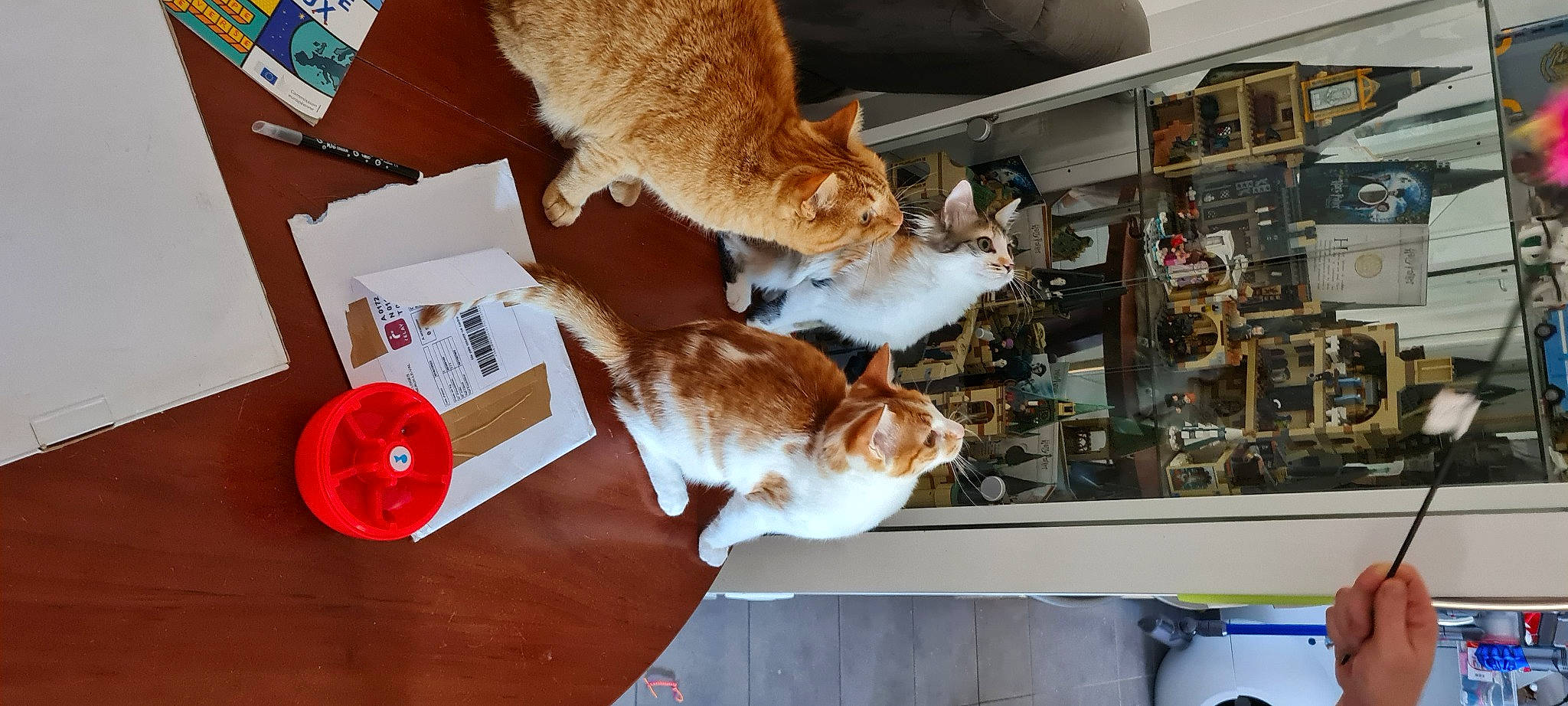 Ron Et Sa Soeur a rejoint le concours — aidez-le/la à gagner de superbes lots ! animal_shelter, box, canidae, carnivore, cat, companion_dog, domestic_short_haired_cat, fawn, felidae, fur, room, small_to_medium_sized_cats, sporting_group, table, tail, vertebrate, whiskers, wood