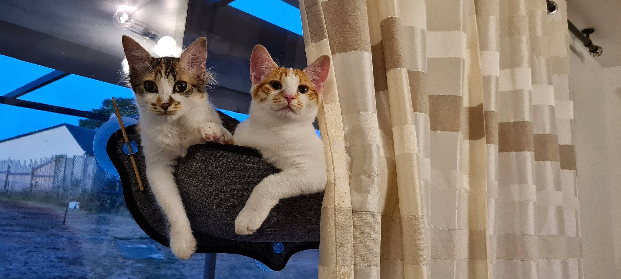 Ron Et Sa Soeur a rejoint le concours — aidez-le/la à gagner de superbes lots ! carnivore, cat, cat_furniture, cat_supply, comfort, curtain, domestic_short_haired_cat, fawn, felidae, fur, outdoor_furniture, paw, pet_supply, sitting, small_to_medium_sized_cats, snout, tail, whiskers, window, wood