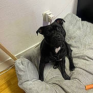 Venom participe au concours pour gagner de l'argent avec cette photo : dog, black_dog, pet, indoor, dog_bed, plush_bed, curious, looking_up, floor, wall, power_outlet, wooden_floor, cozy, animal, mammal, companion, cute, small_dog, resting, domestic_animal