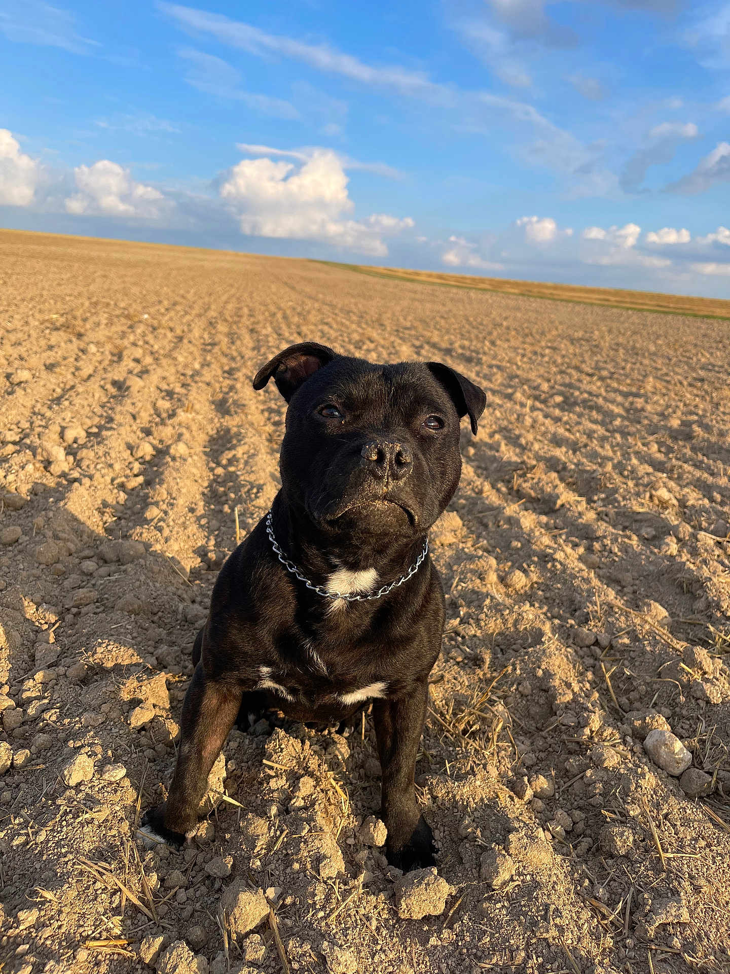 Venom a rejoint le concours — aidez-le/la à gagner de superbes lots ! dog, black_dog, chain_collar, field, plowed_soil, outdoor, sky, clouds, sunlight, animal, pet, nature, earth, rural, landscape, canine, portrait, sitting, daylight, fur