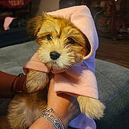 Luna joined the competition — help win amazing prizes! puppy, dog, hoodie, pink_clothing, pet, cute, fur, indoor, person_hand, bracelet, accessory, animal, young_dog, cozy, portrait, looking, couch, home, warm, adorable