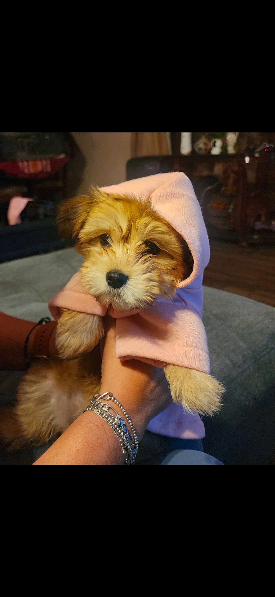 Luna joined the competition — help win amazing prizes! puppy, dog, hoodie, pink_clothing, pet, cute, fur, indoor, person_hand, bracelet, accessory, animal, young_dog, cozy, portrait, looking, couch, home, warm, adorable
