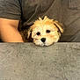 Luna is registered to the contest to win money with this photo: puppy, dog, pet, fluffy, cute, table, concrete, person, arm, shirt, brown, indoor, resting, head, fur, small_dog, companion, animal, looking, adorable