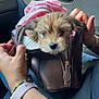 Luna joined the competition — help win amazing prizes! puppy, dog, bag, leather, pink_cloth, hands, bracelet, car_interior, door_handle, zipper, cute, pet, fur, small_dog, travel, seat, human_hand, watch, casual, cozy