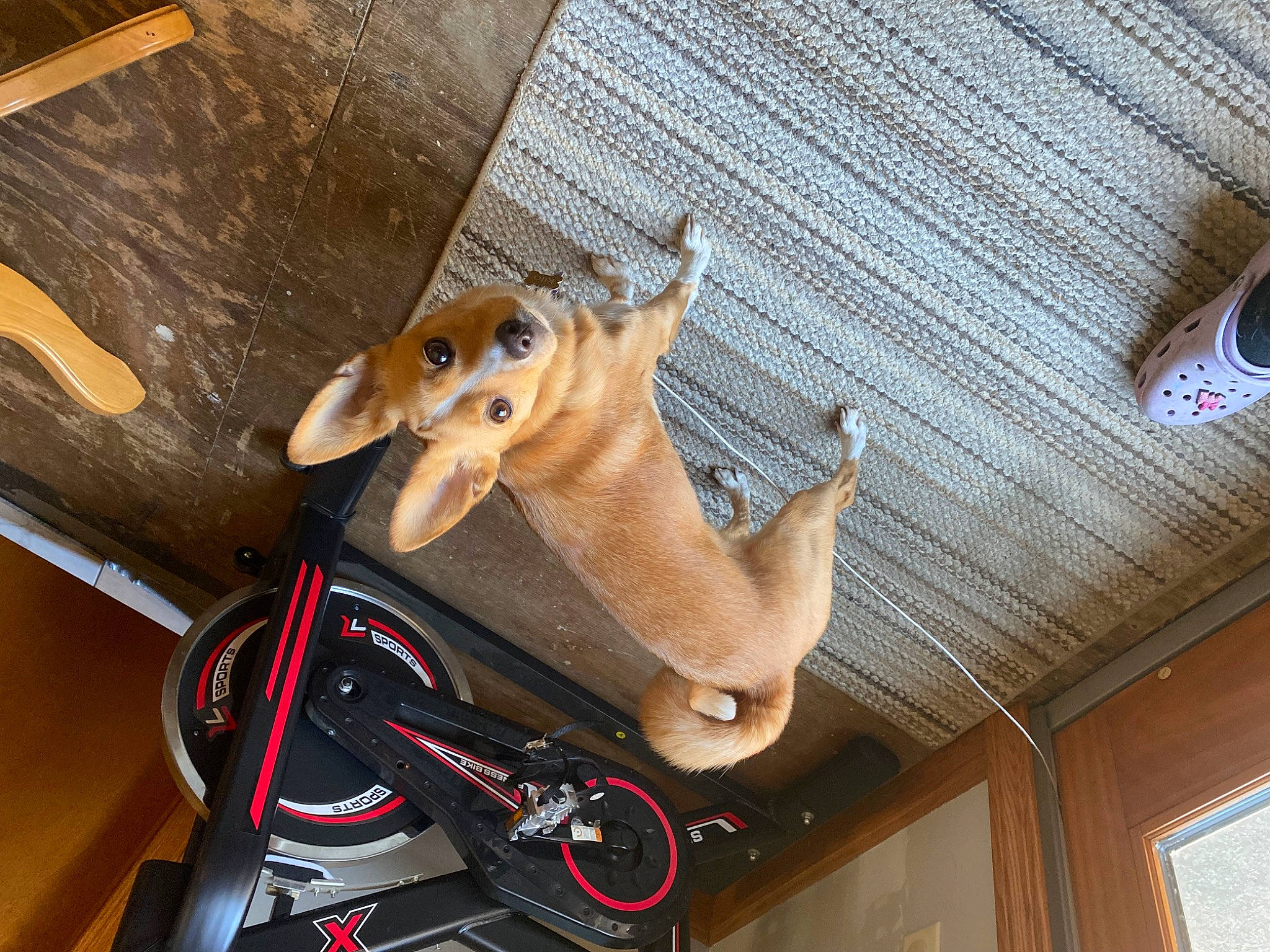Kilo joined the competition — help win amazing prizes! bicycle_frame, bicycle_handlebar, bicycle_saddle, bicycle_tire, bicycle_wheel, ceiling, fawn, foot, groupset, hardwood, mammal, room, snout, stuffed_toy, tail, tire, vertebrate, wheel, wood, working_animal