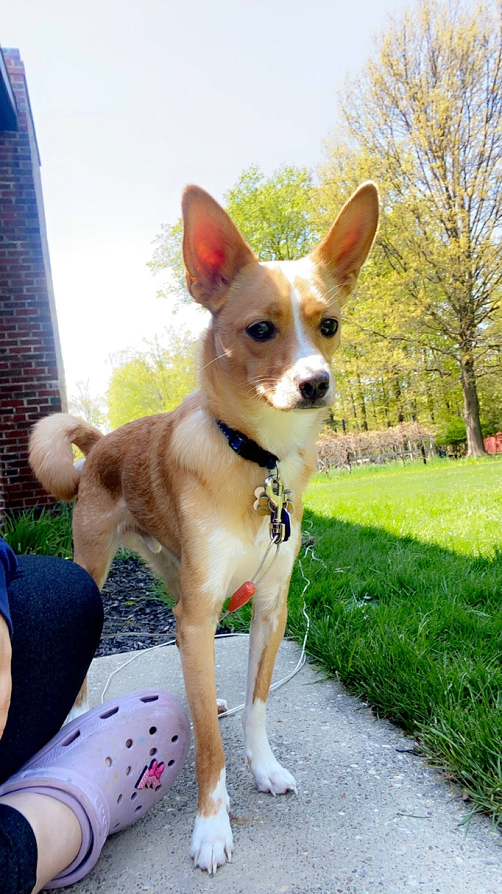 Kilo joined the competition — help win amazing prizes! canidae, carnivore, chihuahua, collar, companion_dog, corgi_chihuahua, dog, dog_breed, dog_collar, dog_supply, fawn, grass, plant, sky, snout, sporting_group, tree, whiskers, working_animal, working_dog