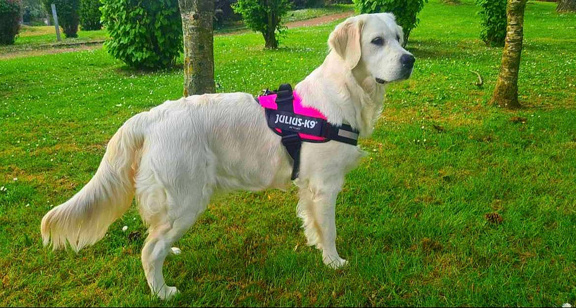 Shelsy participe au concours pour gagner de l'argent avec cette photo : canidae, carnivore, collar, companion_dog, dog, dog_breed, dog_collar, dog_supply, fawn, grass, gun_dog, leash, pet_supply, plant, snout, sporting_group, tail, tree, working_animal, working_dog