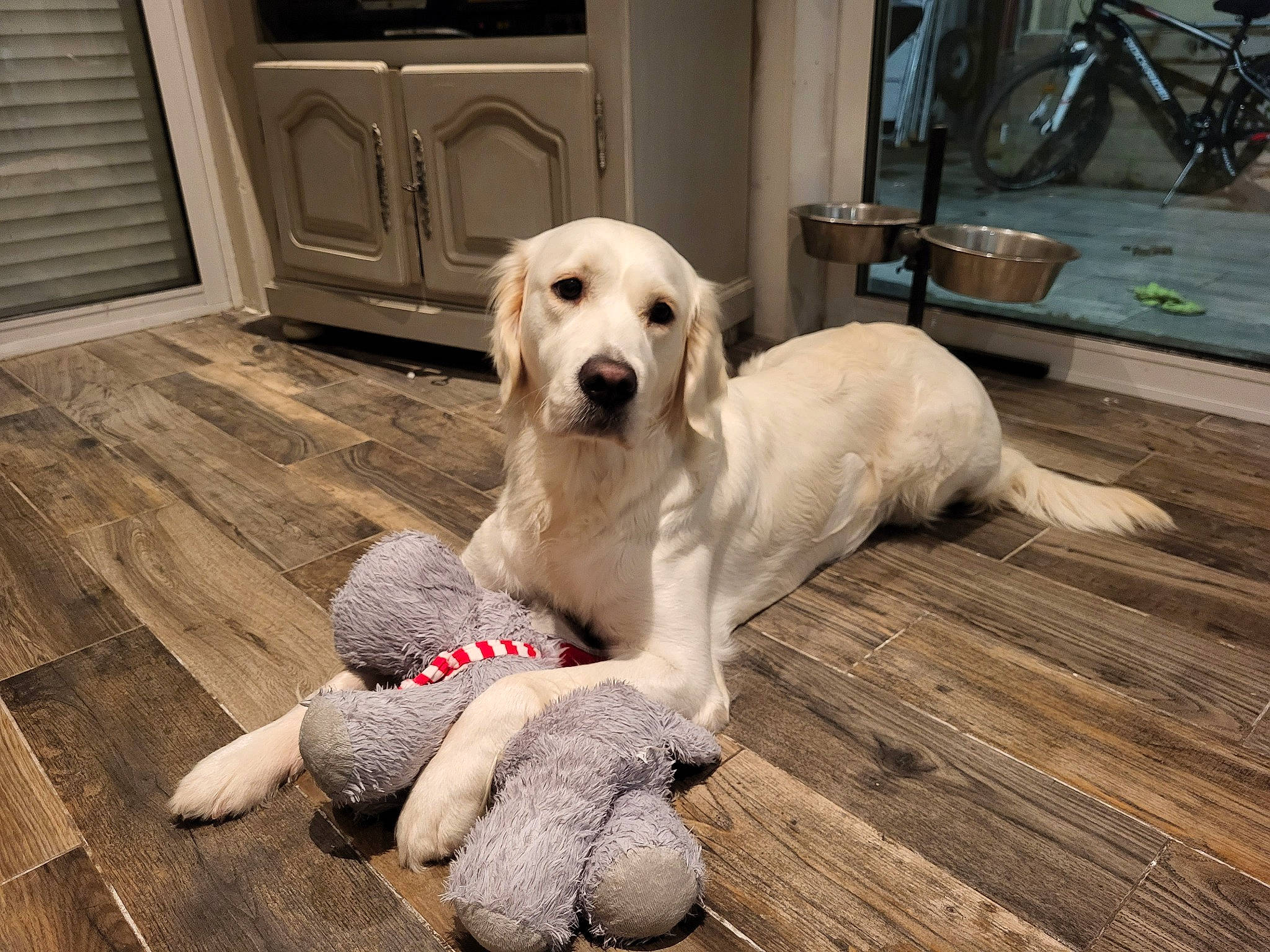 Shelsy a rejoint le concours — aidez-le/la à gagner de superbes lots ! bicycle_wheel, carnivore, companion_dog, dog, dog_breed, dog_supply, door, fawn, floor, flooring, hardwood, plank, snout, tire, varnish, wheel, wood, wood_flooring, wood_stain, working_animal