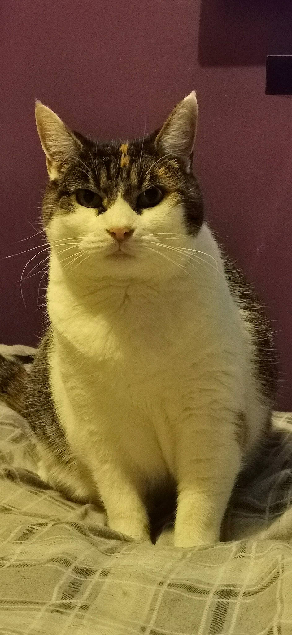 Daisy Duke is registered to the contest to win money with this photo: carnivore, cat, domestic_short_haired_cat, eye, felidae, fur, iris, paw, sitting, small_to_medium_sized_cats, snout, tail, terrestrial_animal, whiskers, window