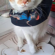 Caramel a rejoint le concours — aidez-le/la à gagner de superbes lots ! animal_portrait, bandana, cat, close_up, curious, cute, decor, domestic_animal, face, feline, floral_pattern, fur, golden_eyes, indoor, orange_and_white_cat, pet, sitting, table, tablecloth, whiskers