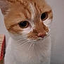 Caramel participe au concours pour gagner de l'argent avec cette photo : animal, cat, close_up, curious, cute, domestic_cat, eyes, face, feline, fur, indoor, looking_away, mammal, orange_cat, pet, portrait, single_animal, soft, whiskers, white_cat