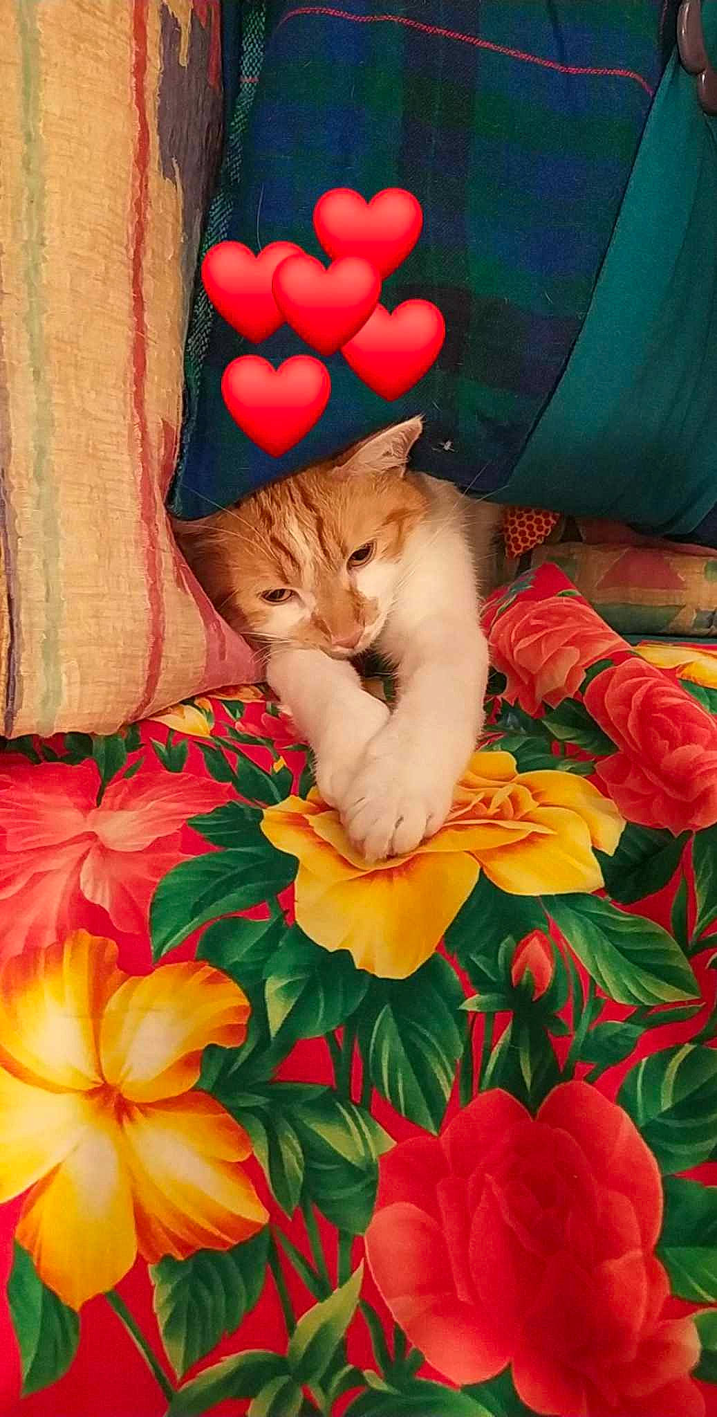 Caramel participe au concours pour gagner de l'argent avec cette photo : balloon, carnivore, cat, fawn, felidae, flower, happy, leaf, magenta, orange, organ, pattern, petal, pink, plant, red, small_to_medium_sized_cats, tail, textile, whiskers