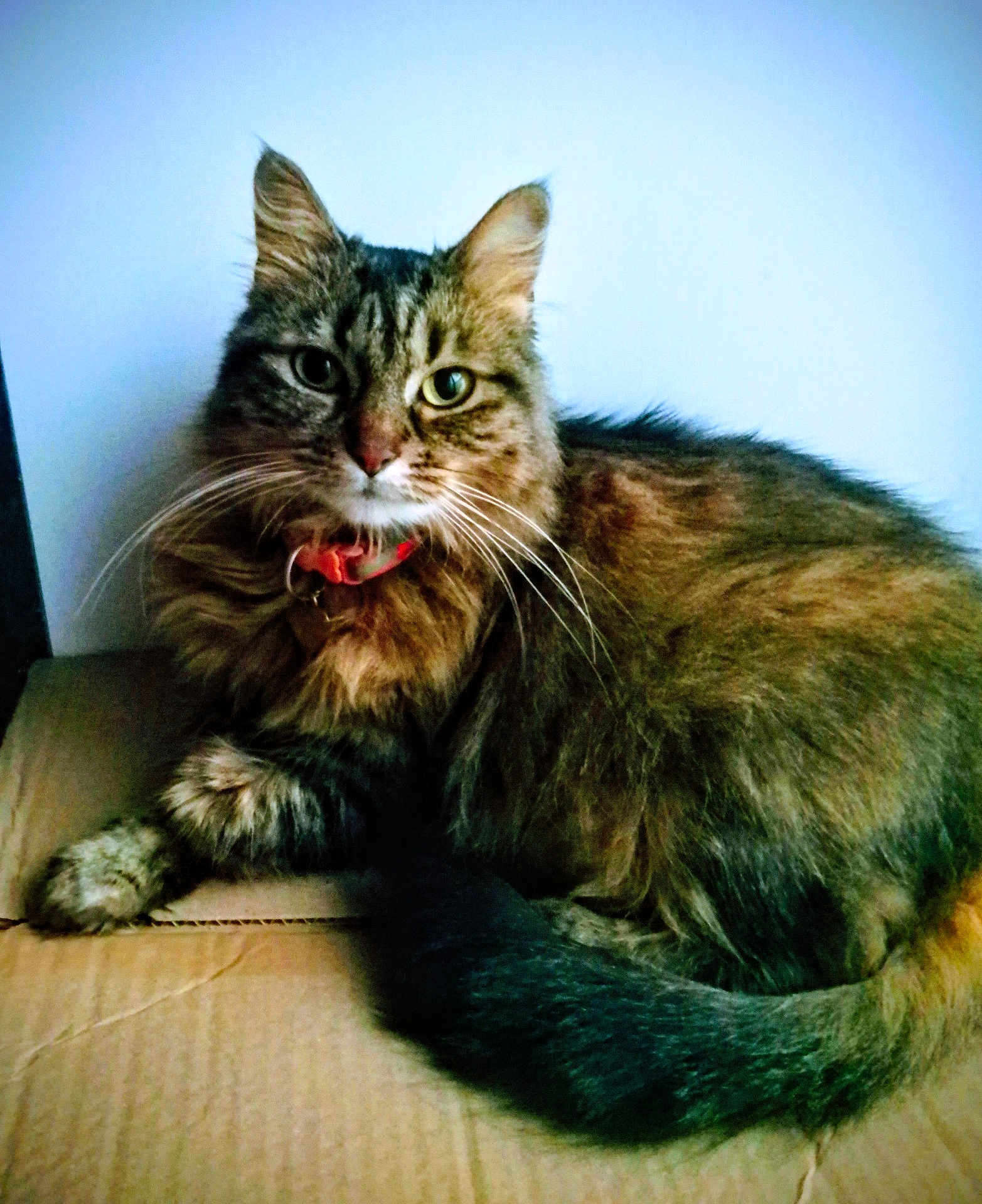 Minette participe au concours pour gagner de l'argent avec cette photo : cat, tabby, fluffy, green_eyes, collar, pet, animal, feline, whiskers, tail, cardboard, indoor, resting, cute, domestic, fur, portrait, looking_at_camera, relaxed, mammal