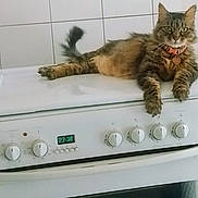 Minette participe au concours pour gagner de l'argent avec cette photo : cat, tabby, stove, kitchen, appliance, pet, fur, animal, domestic, relaxed, indoor, tile_wall, knobs, clock, orange_collar, curious, resting, four_legs, whiskers, tail