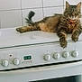 cat, tabby, stove, kitchen, appliance, pet, fur, animal, domestic, relaxed, indoor, tile_wall, knobs, clock, orange_collar, curious, resting, four_legs, whiskers, tail