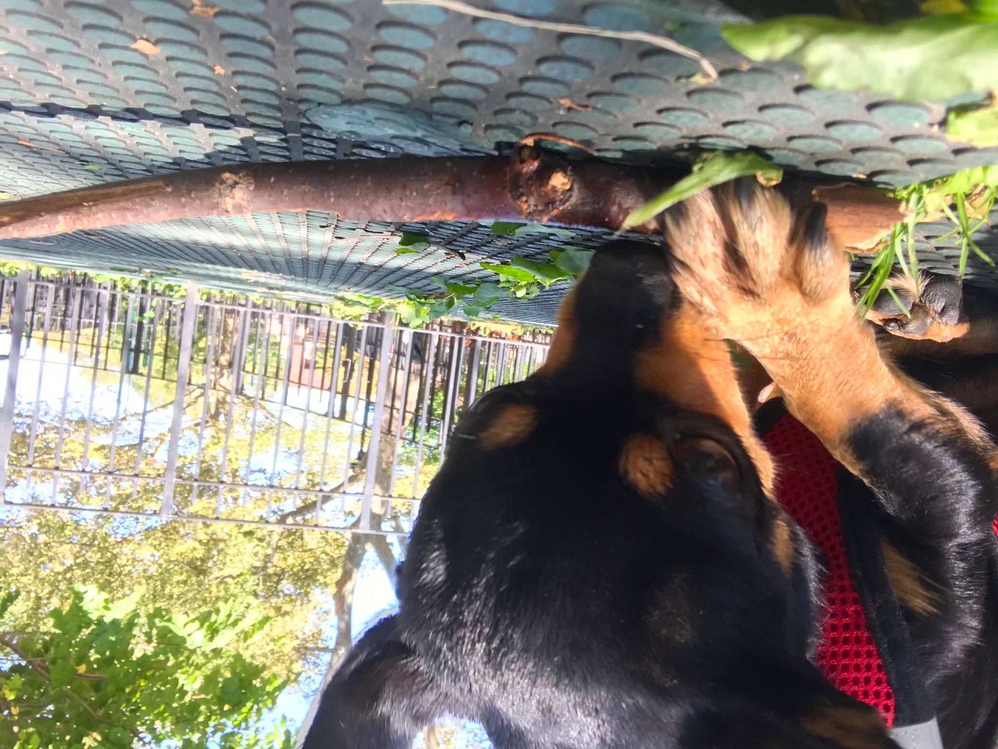 Gizmo is registered to the contest to win money with this photo: botany, carnivore, dog_breed, fawn, fur, grass, landscape, light, livestock, mesh, natural_material, organism, plant, snout, sporting_group, terrestrial_animal, tree, wildlife, wood, working_animal