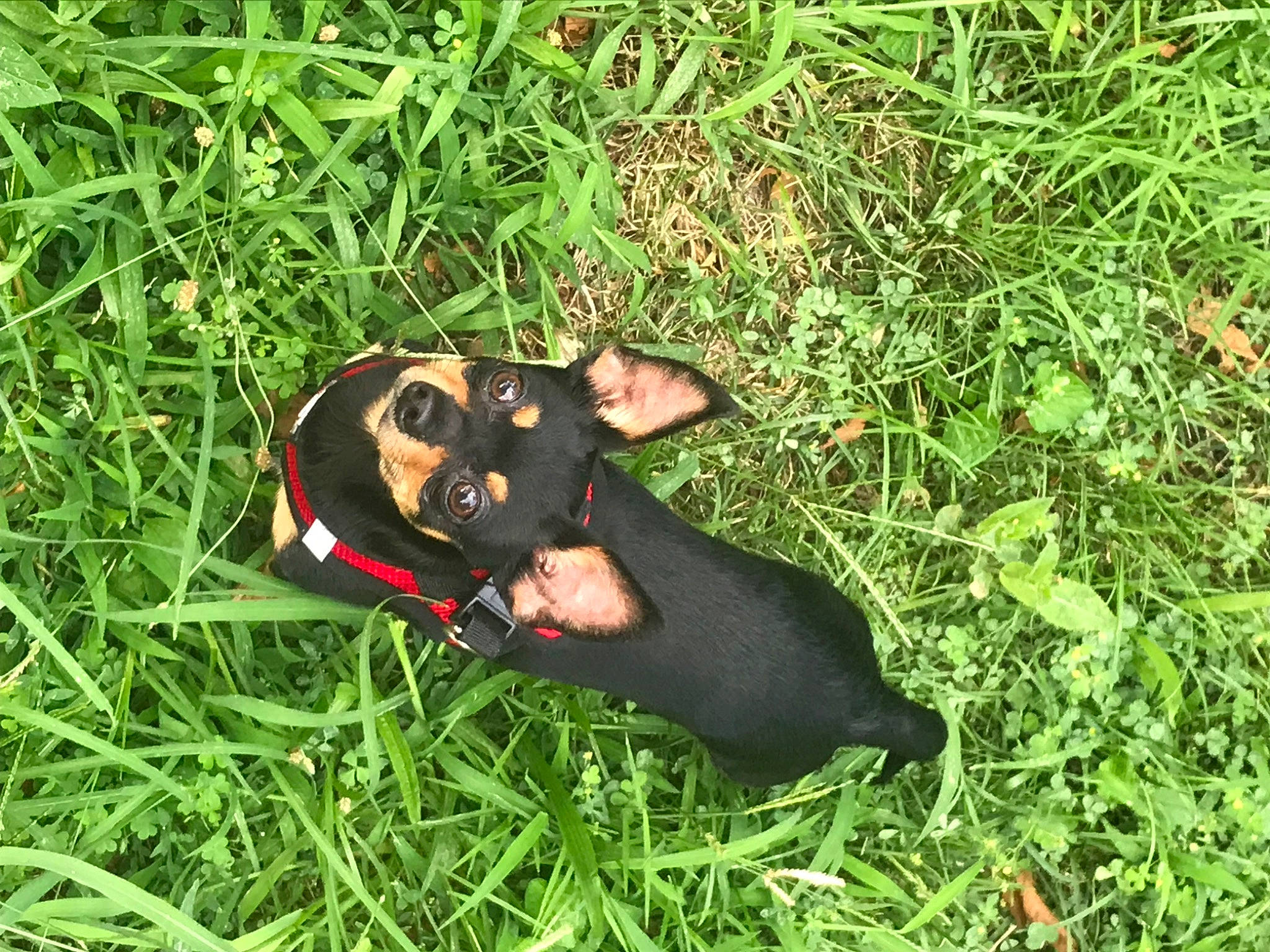 Gizmo joined the competition — help win amazing prizes! canidae, carnivore, companion_dog, dog, dog_breed, grass, grassland, groundcover, guard_dog, happy, lawn, people_in_nature, personal_protective_equipment, pinscher, plant, smile, snout, sporting_group, toy_dog, working_dog