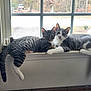 animal, cat, cats, companions, cute, domestic, feline, gray_cat, home, indoor, pair, pets, relaxed, resting, sunlight, tabby, tail, white_paws, window, windowsill