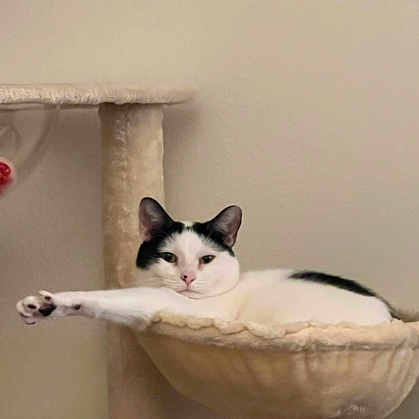 Kat joined the competition — help win amazing prizes! abyssinian, angora, animal, architecture, basin, basket, building, cat, fountain, furniture, kitten, manx, person, pet, siamese, sink, sinkfaucet, sleeping, wall, water