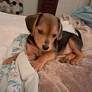 Lovie is registered to the contest to win money with this photo: puppy, dog, bed, blanket, floral_pattern, fur, cute, pet, animal, indoor, young, cozy, soft, ears, paw, resting, brown, black, sleepy, comfort