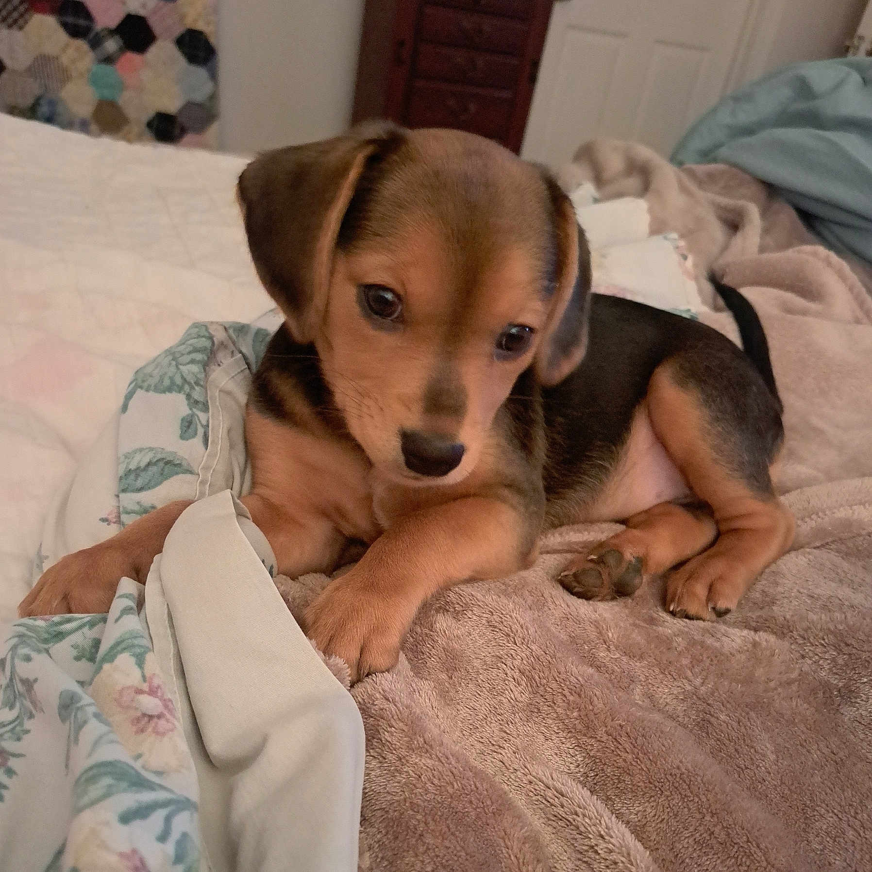 Lovie is registered to the contest to win money with this photo: animal, bed, black, blanket, brown, comfort, cozy, cute, dog, ears, floral_pattern, fur, indoor, paw, pet, puppy, resting, sleepy, soft, young