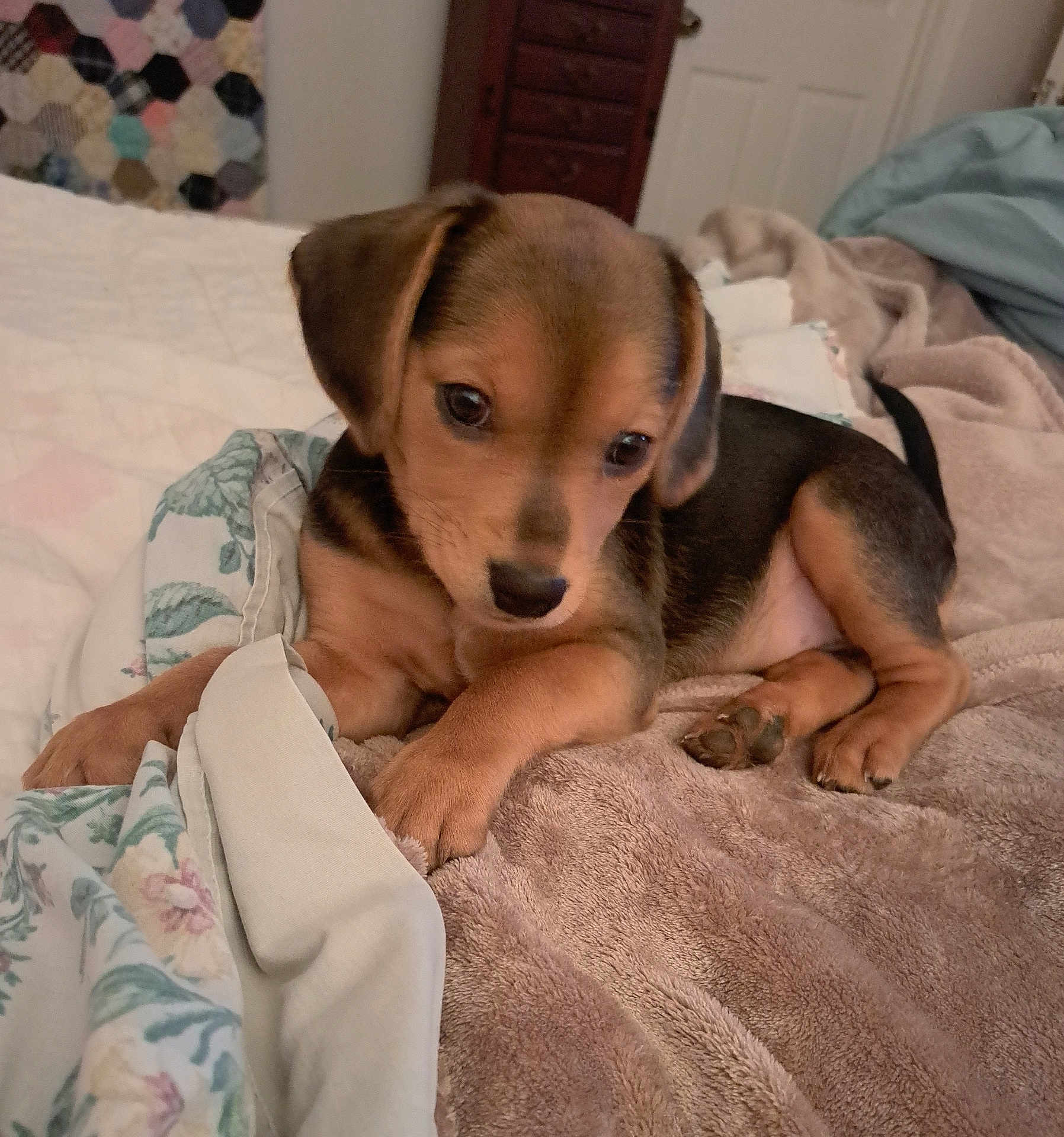 Lovie is registered to the contest to win money with this photo: puppy, dog, bed, blanket, floral_pattern, fur, cute, pet, animal, indoor, young, cozy, soft, ears, paw, resting, brown, black, sleepy, comfort