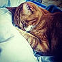 cat, orange_tabby, sleeping, cozy, pillow, fur, whiskers, indoor, pet, relaxing, cute, animal, mammal, resting, closeup, soft, tabby, domestic_cat, nap, peaceful