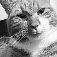 Jeko a rejoint le concours — aidez-le/la à gagner de superbes lots ! animal, black_and_white, cat, close_up, cute, domestic_cat, expression, eyes, face, feline, fur, head, indoor, looking, muzzle, nose, pet, portrait, relaxed, whiskers