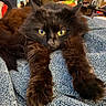 animal, black_cat, blue_blanket, bookshelf, cat, close_up, cluttered_room, cozy, domestic_cat, fluffy, fur, furniture, home, indoor, paws, pet, relaxed, resting, stretching, yellow_eyes