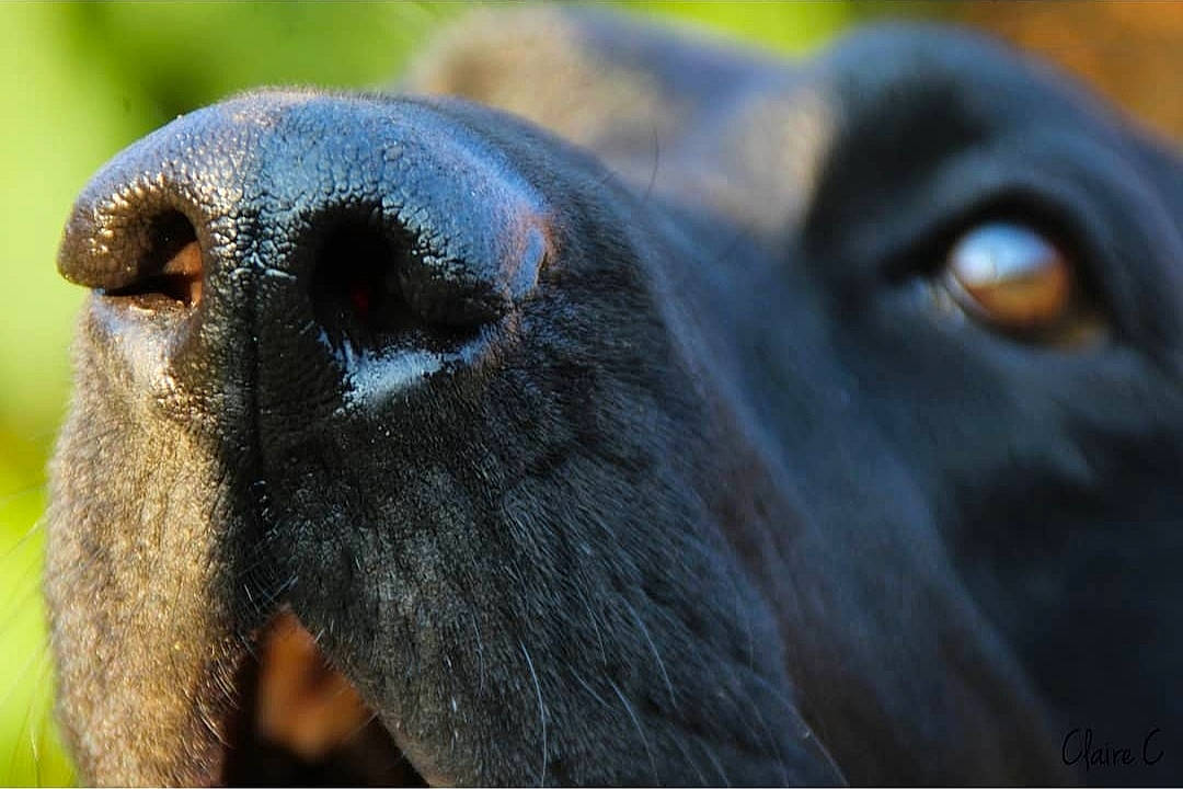 Leia a rejoint le concours — aidez-le/la à gagner de superbes lots ! borador, canidae, carnivore, companion_dog, dog, dog_breed, electric_blue, fawn, fur, grass, livestock, mammal, non_sporting_group, pet_supply, plant, snout, terrestrial_animal, vertebrate, whiskers, working_animal