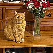 Lips a rejoint le concours — aidez-le/la à gagner de superbes lots ! cat, orange_tabby, wooden_table, vase, red_roses, baby's_breath, flowers, cabinet, portrait_photo, indoor, furniture, pet, domestic_cat, sitting, calm, cozy, home, decor, still_life, animal