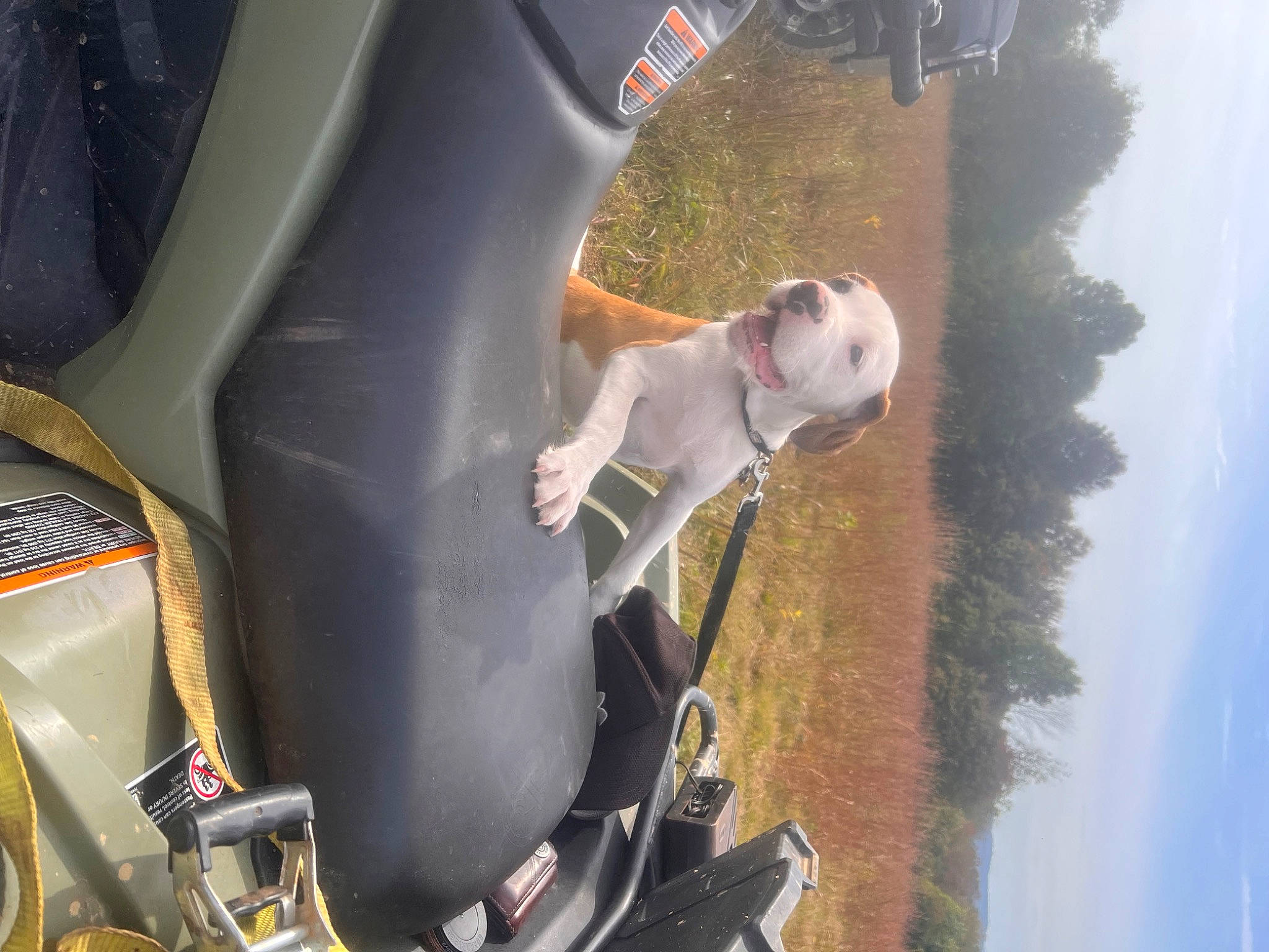 Zeus is registered to the contest to win money with this photo: auto_part, automotive_design, automotive_exterior, automotive_lighting, automotive_mirror, automotive_tire, car, carnivore, cloud, dog, fawn, fender, hood, mode_of_transport, motor_vehicle, sky, smile, vehicle, vehicle_door, water