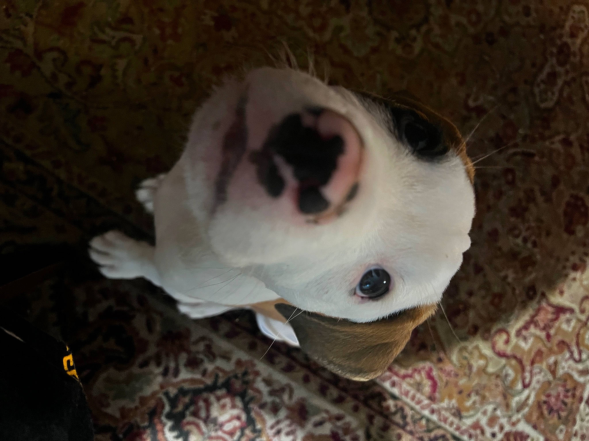 Zeus is registered to the contest to win money with this photo: canidae, carnivore, companion_dog, dog, dog_breed, fawn, felidae, fur, non_sporting_group, snout, sporting_group, tail, terrestrial_animal, toy, whiskers, wood