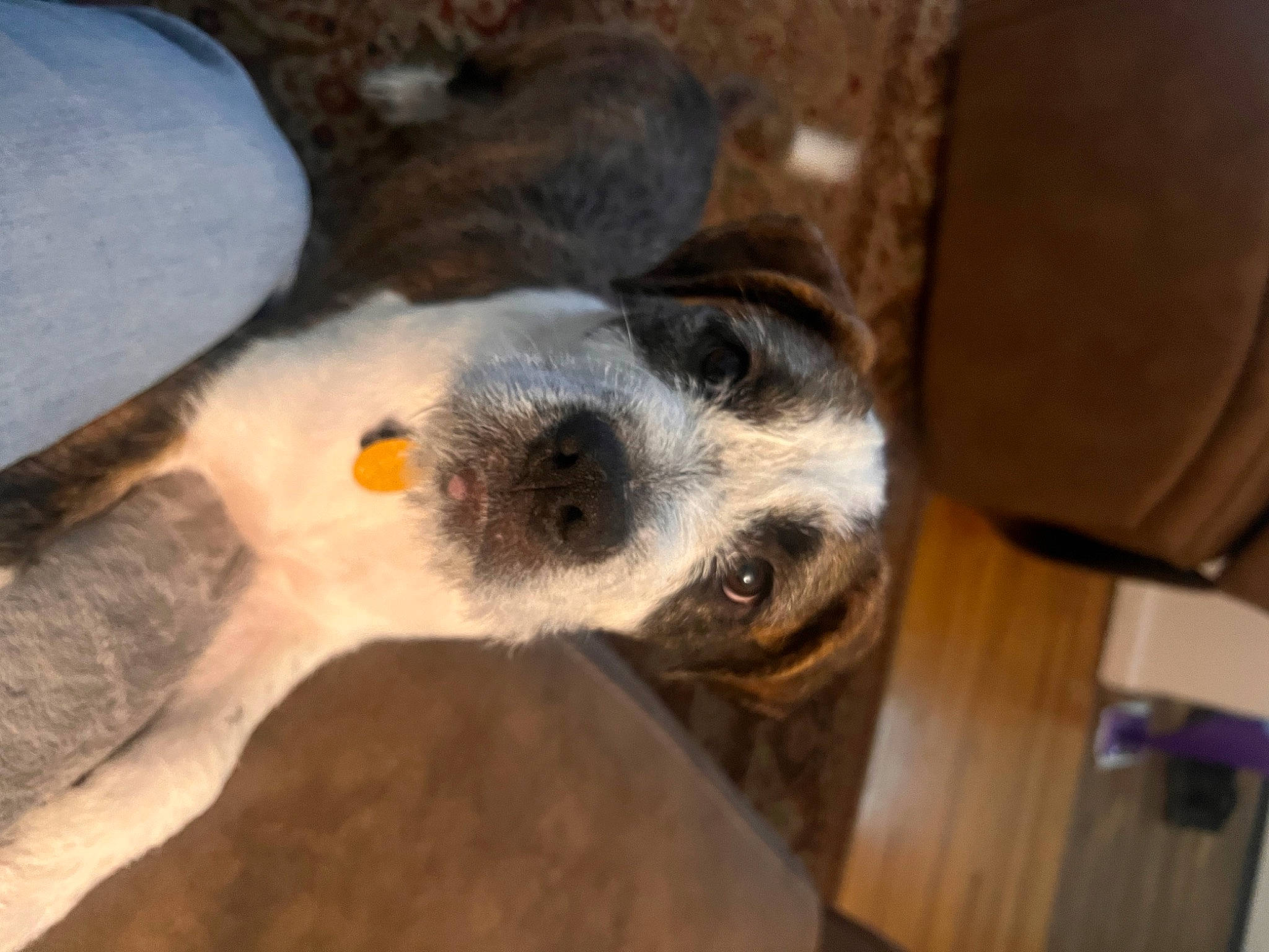 Biscuit joined the competition — help win amazing prizes! animal_shelter, canidae, carnivore, claw, comfort, companion_dog, dog_breed, eye, fawn, fur, hardwood, paw, pet_supply, snout, sporting_group, terrestrial_animal, varnish, whiskers, window, wood