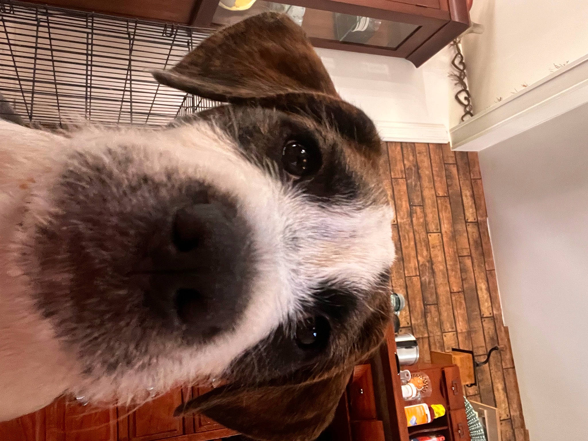 Biscuit is registered to the contest to win money with this photo: canidae, carnivore, collar, companion_dog, dog, dog_breed, dog_collar, ear, eye, eyewear, fur, hat, metal, pet_supply, selfie, sporting_group, square, whiskers, wood, working_animal