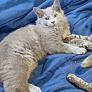 Jerry joined the competition — help win amazing prizes! animal, bedroom, blanket, blue_blanket, cat, companion, cozy, cute, domestic_animal, ears, feline, fur, gray_cat, indoor, lying_down, paw, pet, relaxed, resting, whiskers