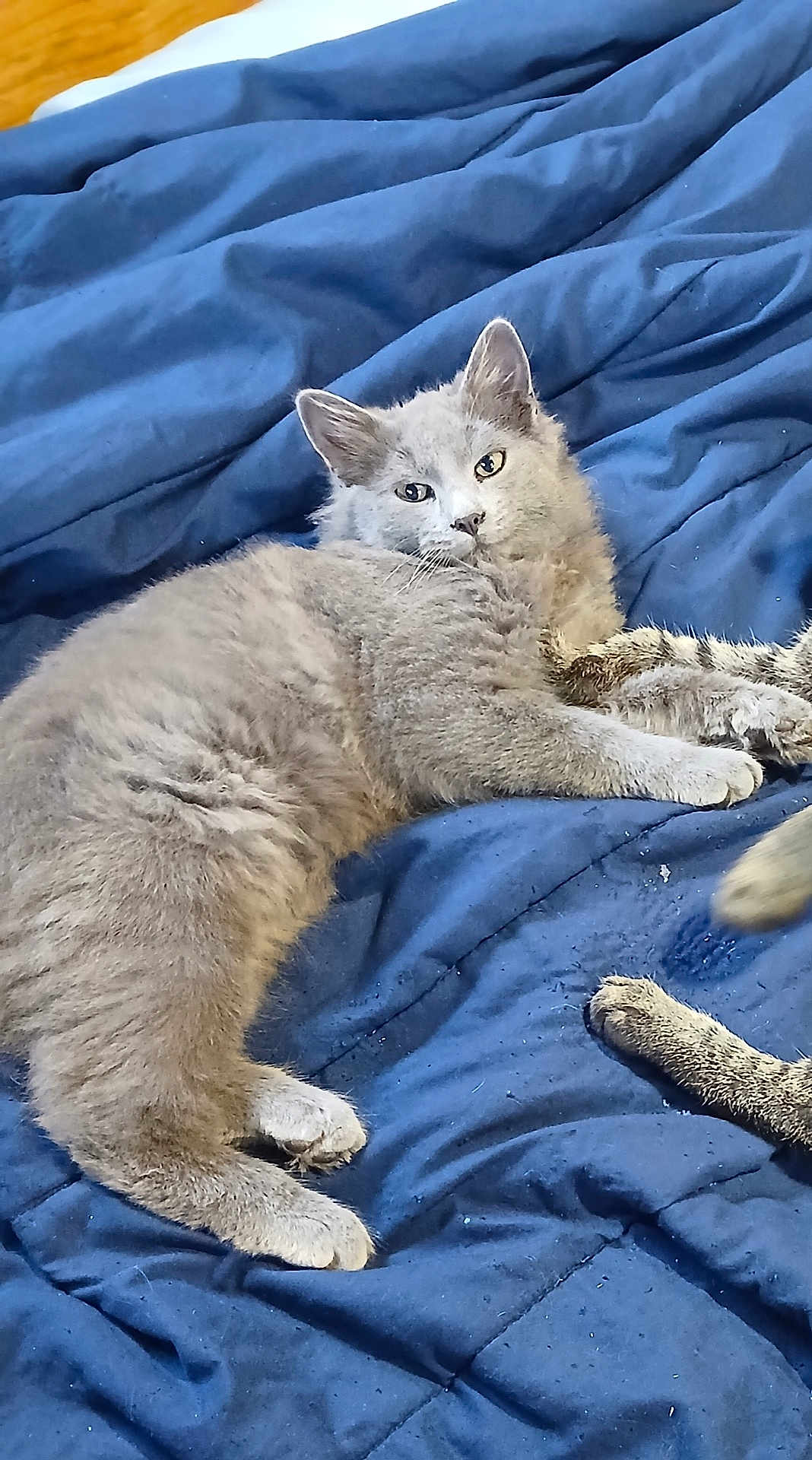 Jerry joined the competition — help win amazing prizes! animal, bedroom, blanket, blue_blanket, cat, companion, cozy, cute, domestic_animal, ears, feline, fur, gray_cat, indoor, lying_down, paw, pet, relaxed, resting, whiskers