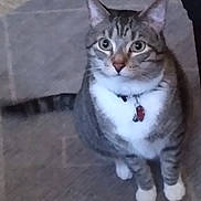 Tiger joined the competition — help win amazing prizes! cat, indoor, carpet, pet_bed, water_bottle, furniture, animal, tabby_cat, domestic, floor, collar, toy, relaxing, looking_up, two_cats, gray, white, black, striped, home