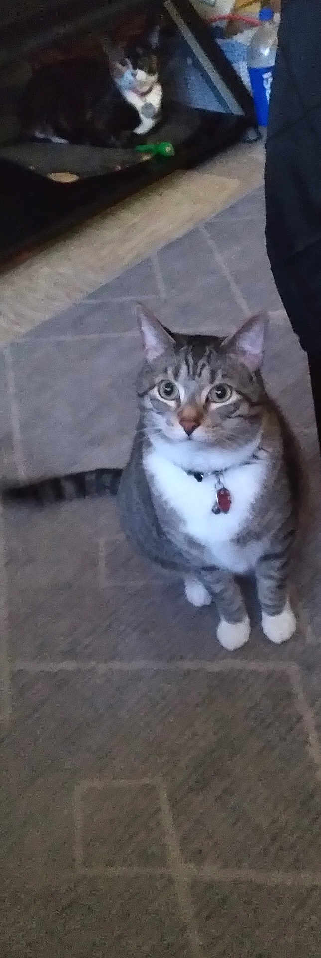 Tiger joined the competition — help win amazing prizes! cat, indoor, carpet, pet_bed, water_bottle, furniture, animal, tabby_cat, domestic, floor, collar, toy, relaxing, looking_up, two_cats, gray, white, black, striped, home