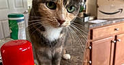 Winter is registered to the contest to win money with this photo: cat, kitchen, counter, household, spray_can, cabinet, wooden_floor, green_eyes, curious, domestic_animal, indoor, pet, feline, whiskers, closeup, container, apartment, food_container, box, door