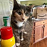cat, kitchen, counter, household, spray_can, cabinet, wooden_floor, green_eyes, curious, domestic_animal, indoor, pet, feline, whiskers, closeup, container, apartment, food_container, box, door