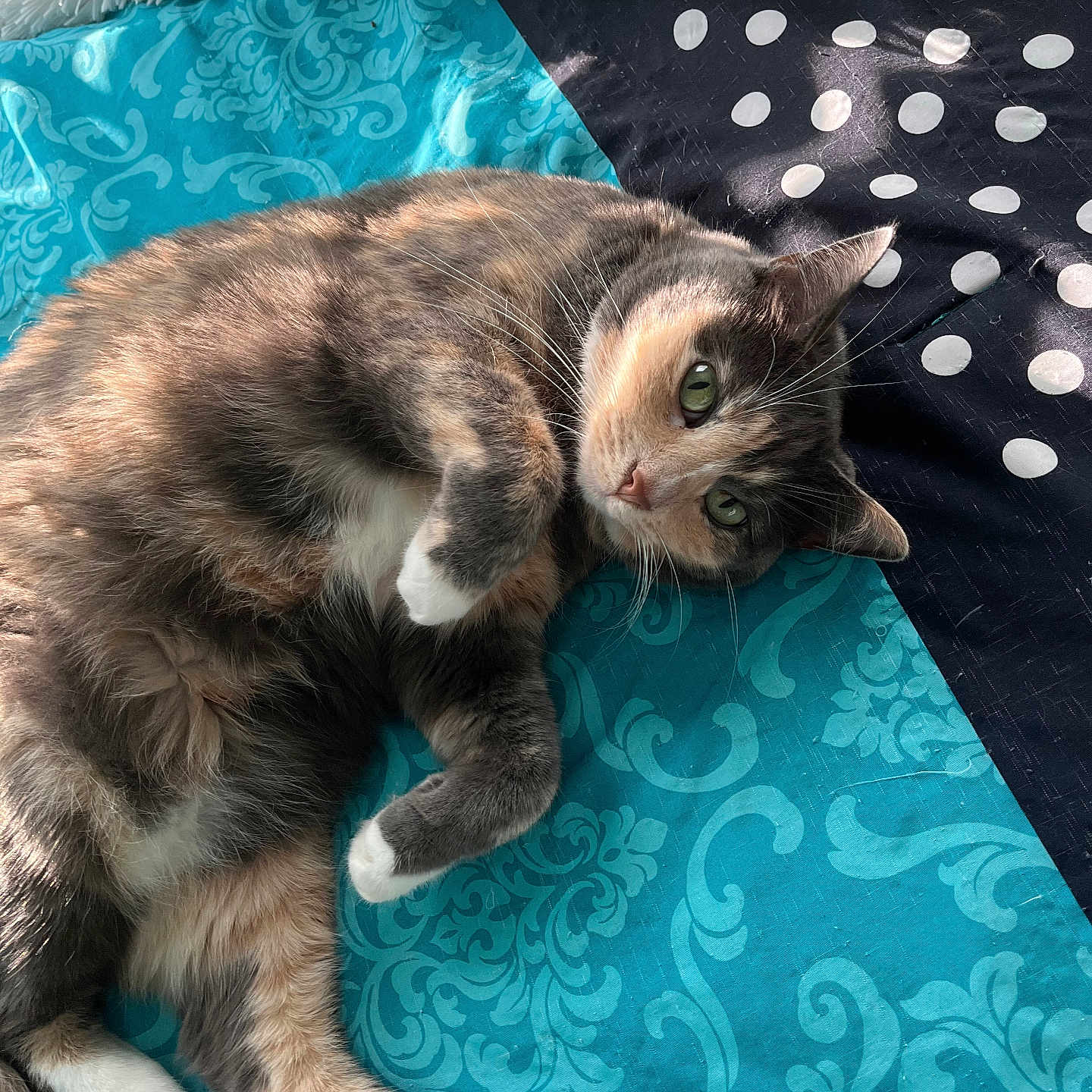 Winter is registered to the contest to win money with this photo: cat, pet, feline, fur, green_eyes, relaxed, lounging, blanket, polka_dot, turquoise, black, white_paws, soft_light, indoor, cozy, cute, whiskers, bed, resting, animal
