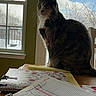 Winter joined the competition — help win amazing prizes! cat, tabby_cat, window, table, binder, papers, highlighted_text, snow, sky, clouds, chair, curtains, indoor, daylight, furniture, writing, study, pet, domestic_animal, looking_out