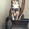 Winter is registered to the contest to win money with this photo: cat, pot, wooden_branch, indoor, feline, animal, pet, fur, whiskers, tail, sitting, looking_away, domestic_cat, houseplant_pot, decor, natural_light, calm, gray, white, orange