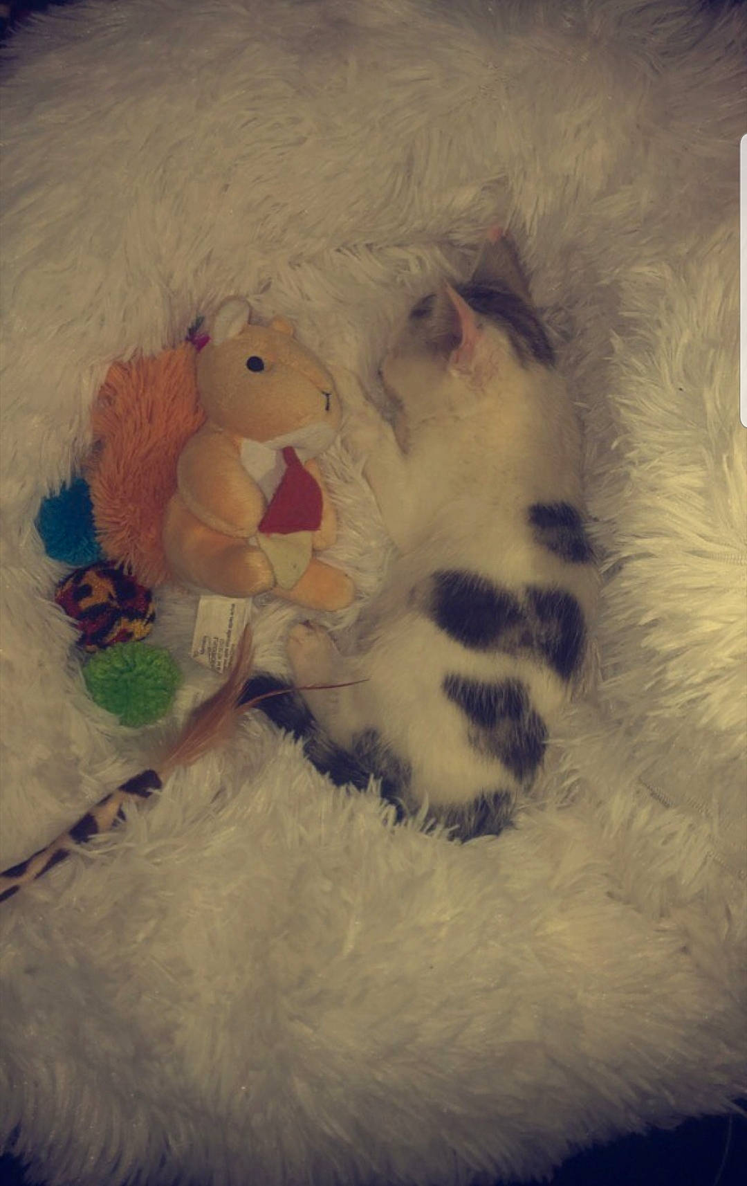 Tyboone participe au concours pour gagner de l'argent avec cette photo : art, cat, cloud, comfort, felidae, fur, happy, meteorological_phenomenon, paw, plush, room, sky, small_to_medium_sized_cats, stuffed_toy, tail, tints_and_shades, toy, visual_arts, whiskers, window