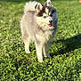 dog, puppy, husky, fluffy, blue_eyes, grass, outdoor, sunlight, greenery, tongue_out, pet, canine, young_dog, nature, playful, animal, summer, happy, fur, daylight